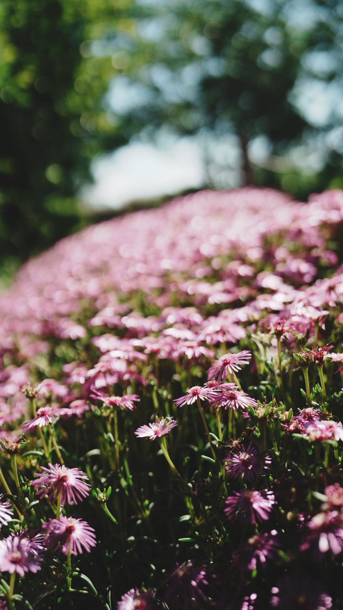 nippo_07's tweet photo. ART 35mm F1.2 DG II 117 https://t.co/wB1rYKpzet