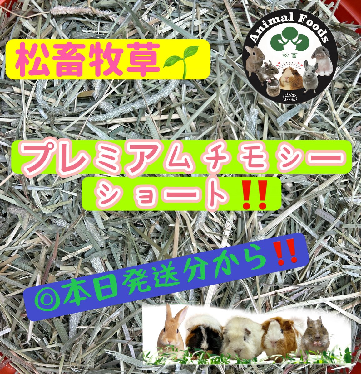 Animal_Foods's tweet photo. 💐松畜 Animal Foods入荷ロットの
お知らせです🌸

『松畜牧草 プレミアムチモシー
ショート』🌿
⭐️本日発送分から

今回のロットは
🌱 篩に通してるので粉が少ない。
🌱ショートだけど、
少し長めのチモシーが混じってる。
　　　　　　　　
⭕️US産1番刈り

🌱食べやすい牧草🌱
⭐️ ホイールカッターで短くカット❣️
今年もひと手間加えて
愛情たっぷり牧草をお届けします🤩

URL⇩ヤフーオークション

https://t.co/JalhbANTzu

#松畜牧草
#ペット用品販売
#小動物牧草
#うさぎ牧草
#プレミアムチモシー