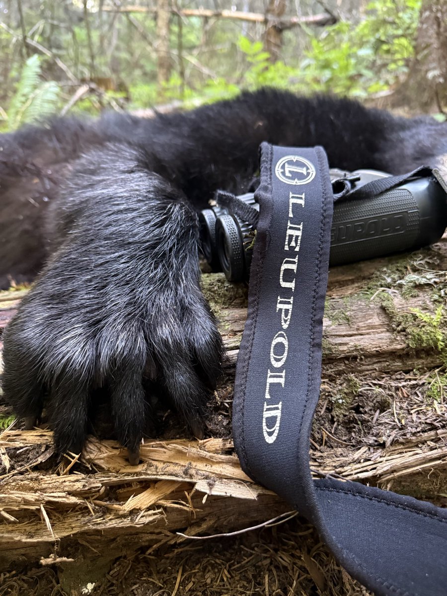 FredEichler's tweet photo. My public land Idaho bear with my signature @beararcheryproducts a week and a half ago. Last year I took a beautiful bear by myself in Montana on public land with my horse and lever action @rossiusa . This year went with Pat from @insidearchery and sat at one of his baits. https://t.co/zlwyxMqcuJ