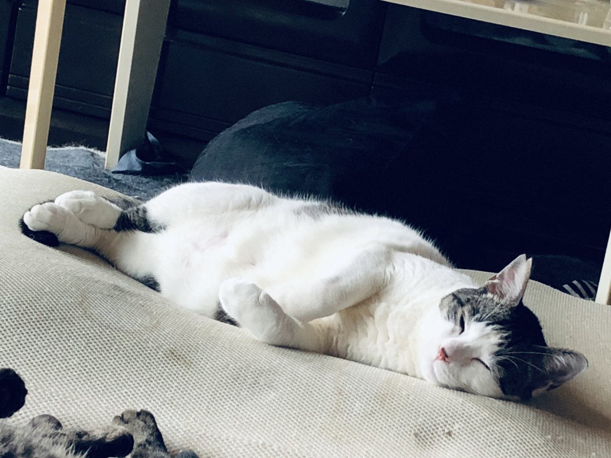 NEKOKING89's tweet photo. 寝方って飼い主に似るんやな草 https://t.co/WC9tnKCGJK