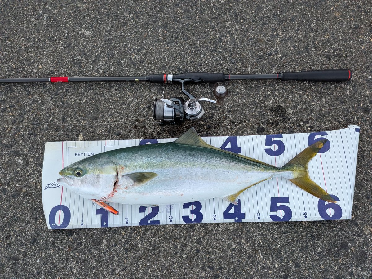 tmc_ons's tweet photo. ちょっと前の釣果

仲間からスクランブル要請！
現場到着すると水面バシャバシャ！！
マイワシ追わまくってお祭り騒ぎw

イワシの下をルアー通すイメージで！とアドバイスをもらってルアーを流すと・・・

ドスンとHIT！！ https://t.co/NSiPtjtbpv