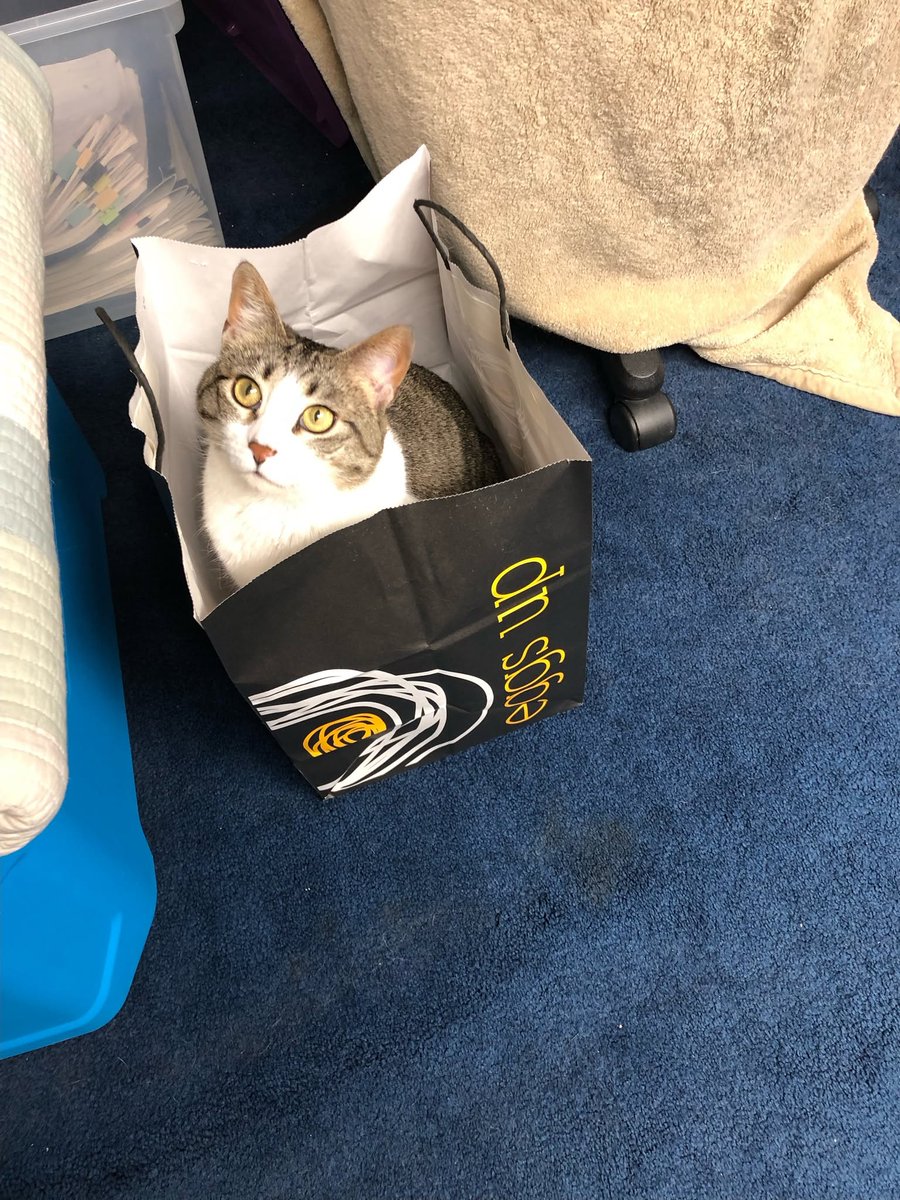 PaulJerard's tweet photo. 😺 Friends, humans, and fellow cats: Happy Tostada Thursday! Today, I worked undercover in the warehouse. Later, I'll help Sammy 🐿️ make toasted S'more Marshmallows outside on the grill. Gypsy and Vivi are playing cards with Roberto's family.  
~ Love, Sophie  🙏😻🐰 https://t.co/Cdg2kIJmVS