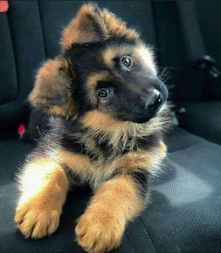 Beat____rice's tweet photo. This face gets them out of trouble 100% of the time😅🥺 https://t.co/1DeDC9FCrL