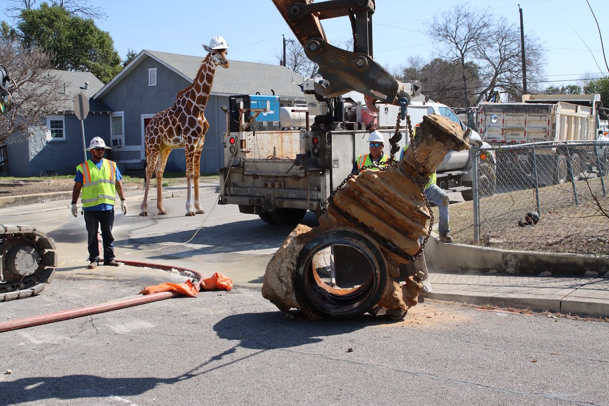 MySAWS's tweet photo. The🤞search for 🦒 #Gracie continues… and oddly we had an 🧐unexpected spectator at a job site today 👀 https://t.co/bw1H8sRt8j