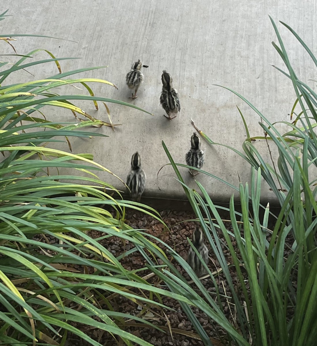 Ang_n_Keith's tweet photo. @whirly_pearly @paddythegreyt 
Mum won’t let me outside because the tiny baby quail are running around the back patio. They are so cute! https://t.co/n9b8OWZvxc