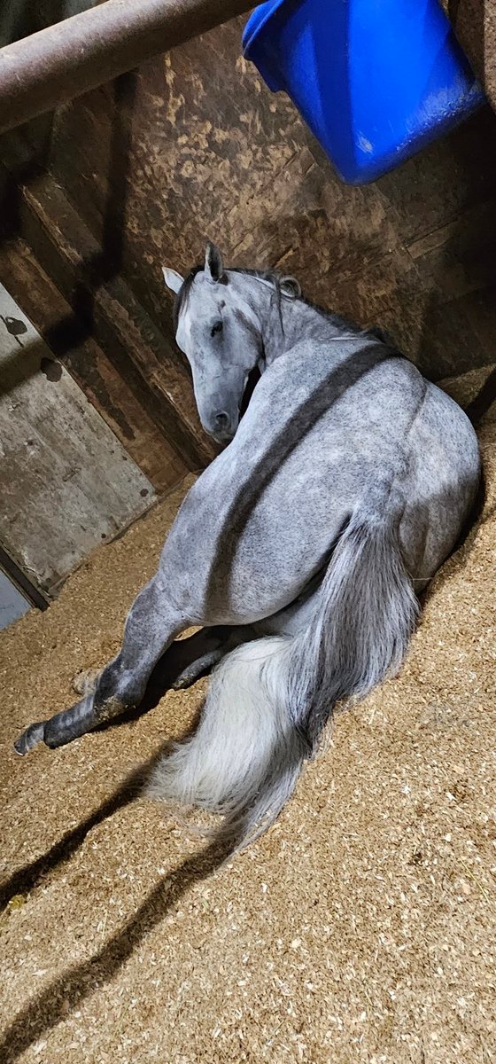 kyuumuin_t's tweet photo. 今開催は一足早めに終わった担当達のお疲れの様子です。
競馬場もトレセンも馬場が悪い日が続きましたが、3頭共無事に帰ってきてくれて安堵しています。
ゴールデンコマンチ君とノーブルプラチナ君はそれぞれ掲示板に乗って、ソルテア君も連闘続きですが良く頑張ってくれました。

何事もないというだけで、最良なのだと考えさせられる開催でした。

そるたん、プーちゃん、金ちゃんお疲れ様です。