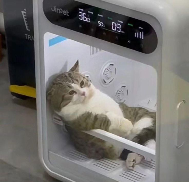 nekocatts's tweet photo. Thinking about my life https://t.co/NhwZhgg8rO