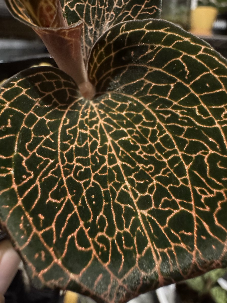 Hatomune_kt's tweet photo. 水苔から用土に植え替え。

最近は用土の方が管理しやすい🌱
たまに枯れてしまうけども😅

#ジュエルオーキッド https://t.co/UJ4MC9iuUo