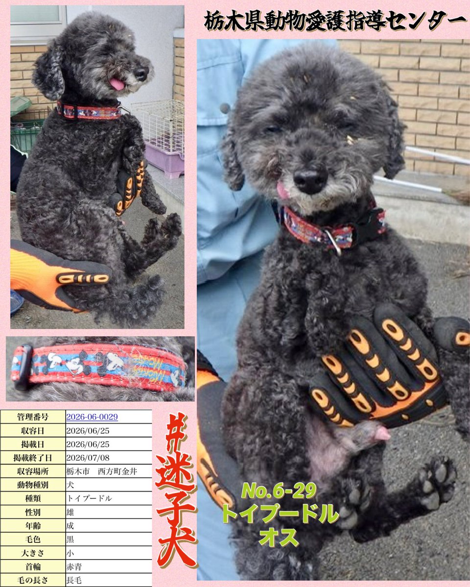 栃木 #迷子犬 掲載期限：7月8日 ☆No.6-29 トイプードル 成犬♂黒