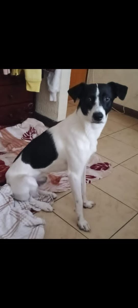 SOSFaunaMerida's tweet photo. Mickey. estaba solo en casa y se asustó tanto que se lanzó de un piso 3. Lo estamos buscando desesperadamente. Por favor ayudemos a difundir 😭🙏 ofrecemos recompensa. 04142501948. Terrazas de la Vega. Pero puede estar en cualquier parte de Caracas, si no lo has visto ayúdame a https://t.co/vCbZC9N0iq