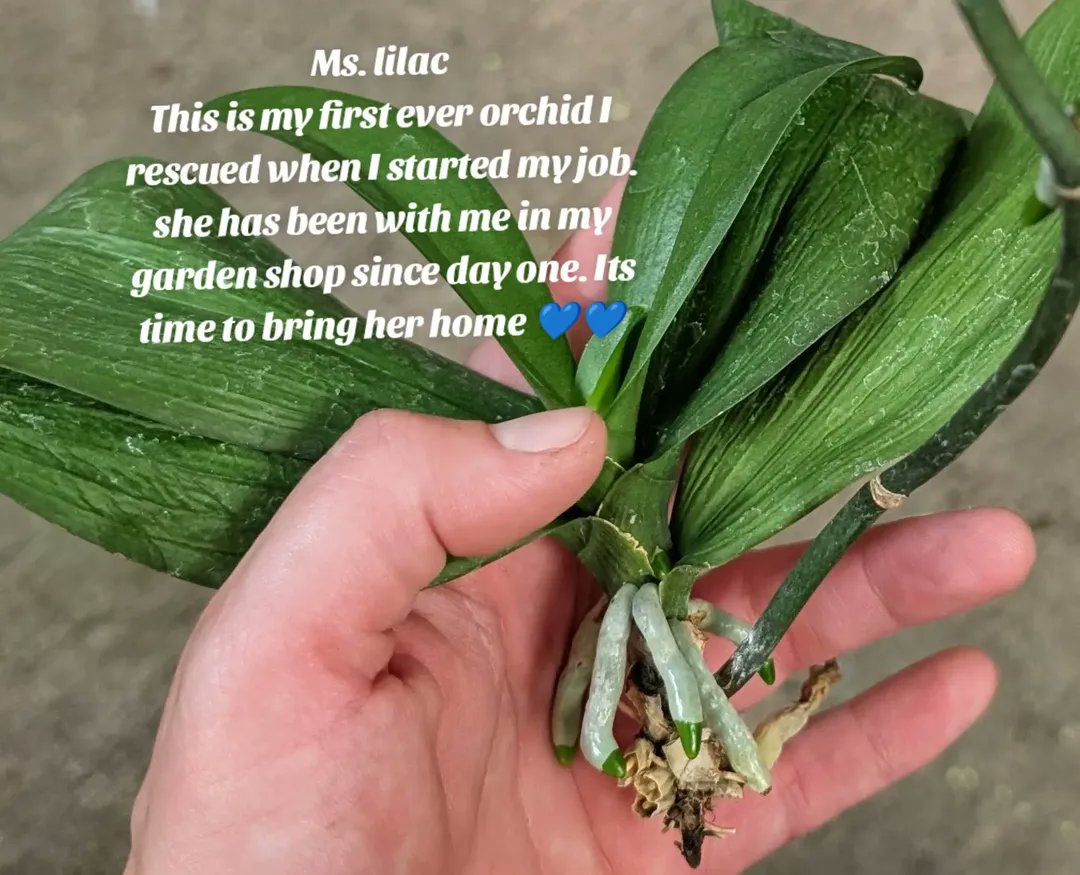 BlueSilviRose's tweet photo. Meet Ms Lilac my first ever rescue Orchid i got she has three pups and finally gets to come home!

#orchids #plants #plantrescue 
https://t.co/UJUNXZM1eX https://t.co/cxoxMCnZd3