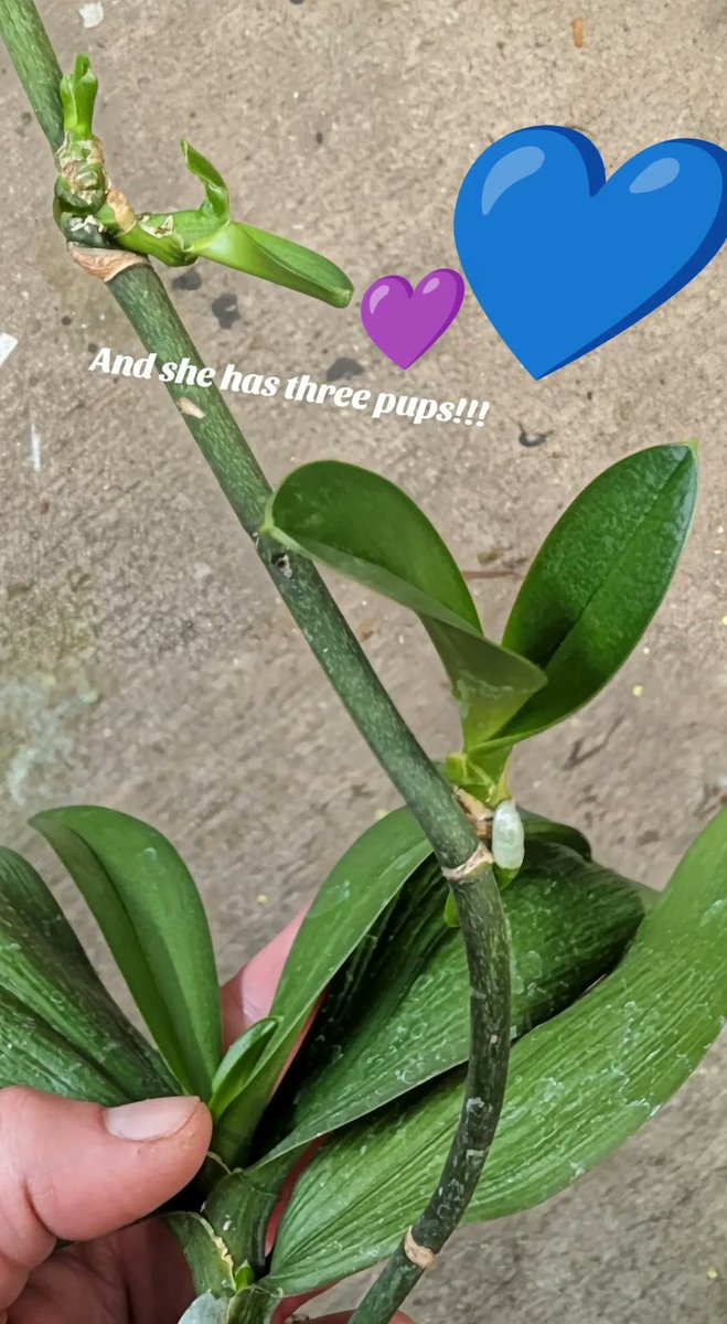 BlueSilviRose's tweet photo. Meet Ms Lilac my first ever rescue Orchid i got she has three pups and finally gets to come home!

#orchids #plants #plantrescue 
https://t.co/UJUNXZM1eX https://t.co/cxoxMCnZd3