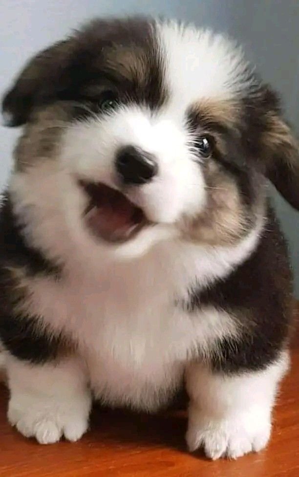 puppies_video's tweet photo. So cute puppy https://t.co/FaMnfKZQja