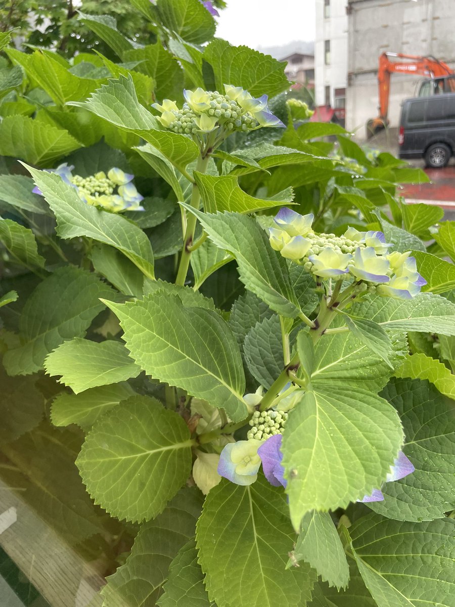 mogami1001's tweet photo. おはようございます🌧️
今日の #最上町 は #雨降り です🥲
昨日の朝と夜に #地震 がありましたが大丈夫でしたでしょうか？
#陸羽東線 (#代行バス)#山形新幹線 や #東北新幹線 など始発から #通常運行 しています🚄✨
みなさん気を付けてご移動してくださいね｡

駅前の #紫陽花 が咲くのももう少し⌛️ https://t.co/vmfG1L2m32