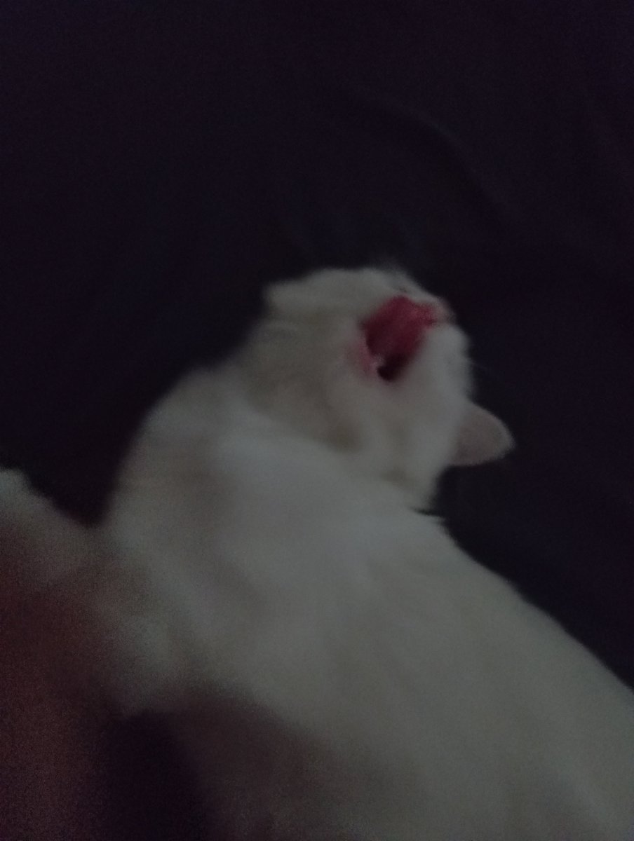 annsdl's tweet photo. my baby kowi so cute i might die https://t.co/mT4eh533OE