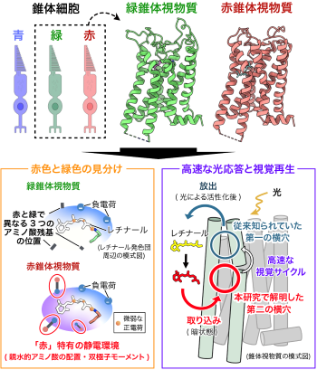 nitechofficial's tweet photo. 「赤と緑はなぜ見分けられるのか」霊長類色覚の分子構造を解明 ～赤・緑錐体視物質の構造を原子レベルで決定、30ナノメートルの謎に迫る～ #名工大 #名古屋工業大学 - https://t.co/glgyBE4u9O https://t.co/GYzHTfcKk2