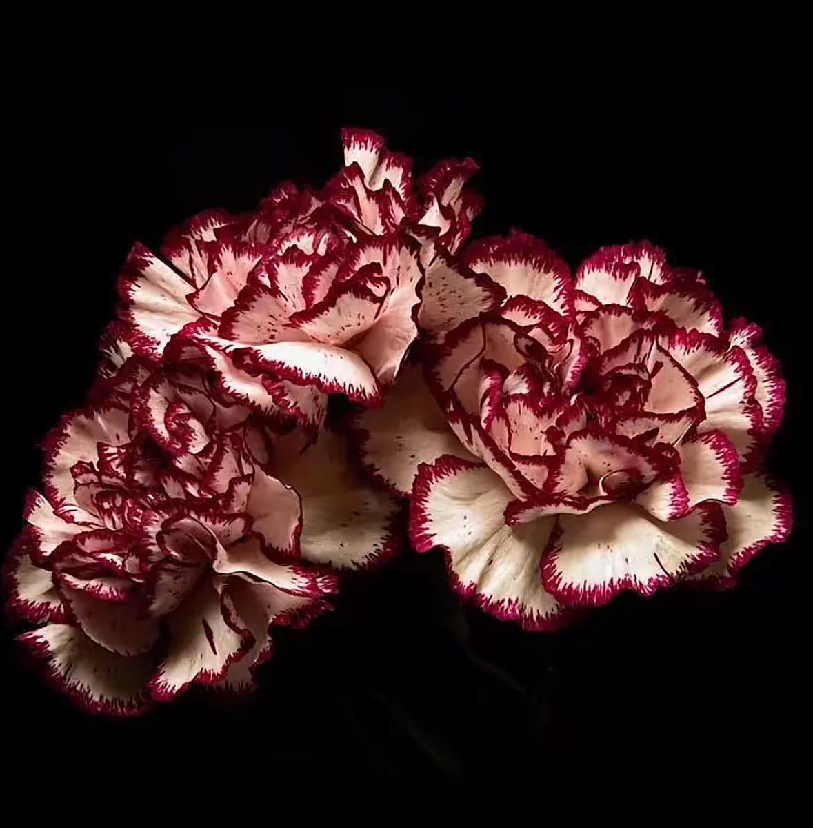 jiwecad756's tweet photo. Species explanation: The actual flowers have many overlapping ruffled petals so they resemble carnations. The props are simpler and have fewer distinct petals with pointed tips like lilies. Both have many prominent stamens in the center like lilies.

Real carnations &amp; lilies https://t.co/8AkLhLLM8V