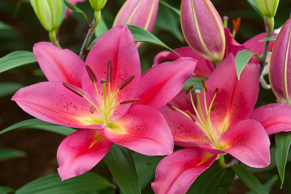 jiwecad756's tweet photo. Species explanation: The actual flowers have many overlapping ruffled petals so they resemble carnations. The props are simpler and have fewer distinct petals with pointed tips like lilies. Both have many prominent stamens in the center like lilies.

Real carnations &amp; lilies https://t.co/8AkLhLLM8V