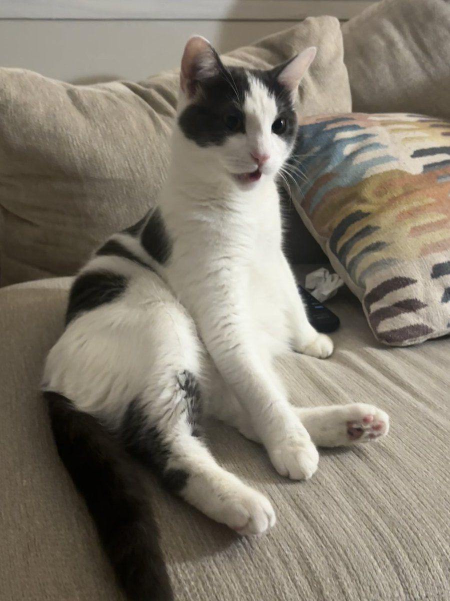 lo_saturna1ia's tweet photo. he keeps sniffing his butt and making this face after he’s doing it OVER AND OVER https://t.co/FLfICCZf7i
