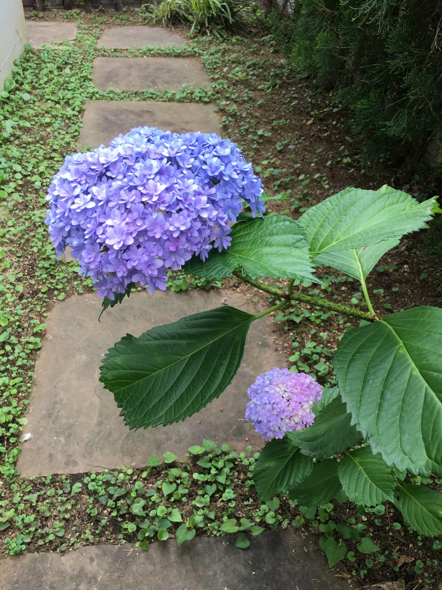 socialwork2301's tweet photo. 皆様、おはようございます！福岡市のお天気は雨☔ 21℃です。大雨注意報、雷注意報が出ています。増水した川などに近づかないようご安全にお過ごしください。今日もよろしくお願いします😌
#企業公式が地元の天気を言い合う
#企業公式相互フォロー https://t.co/AKHcx61VMo