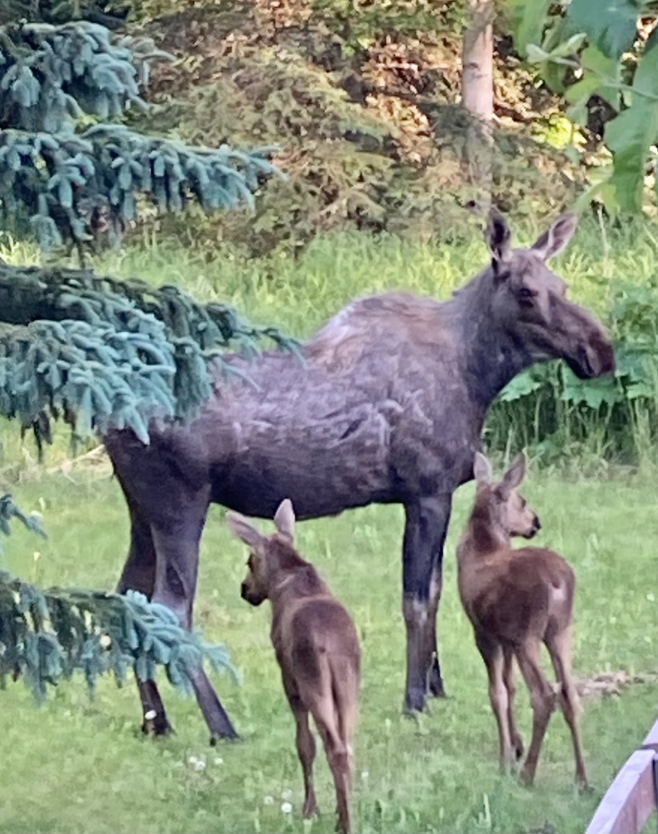 BoostingMomo's tweet photo. Tonight’s visitors🫎🫎🫎🥰 https://t.co/lf9z0MlTpx