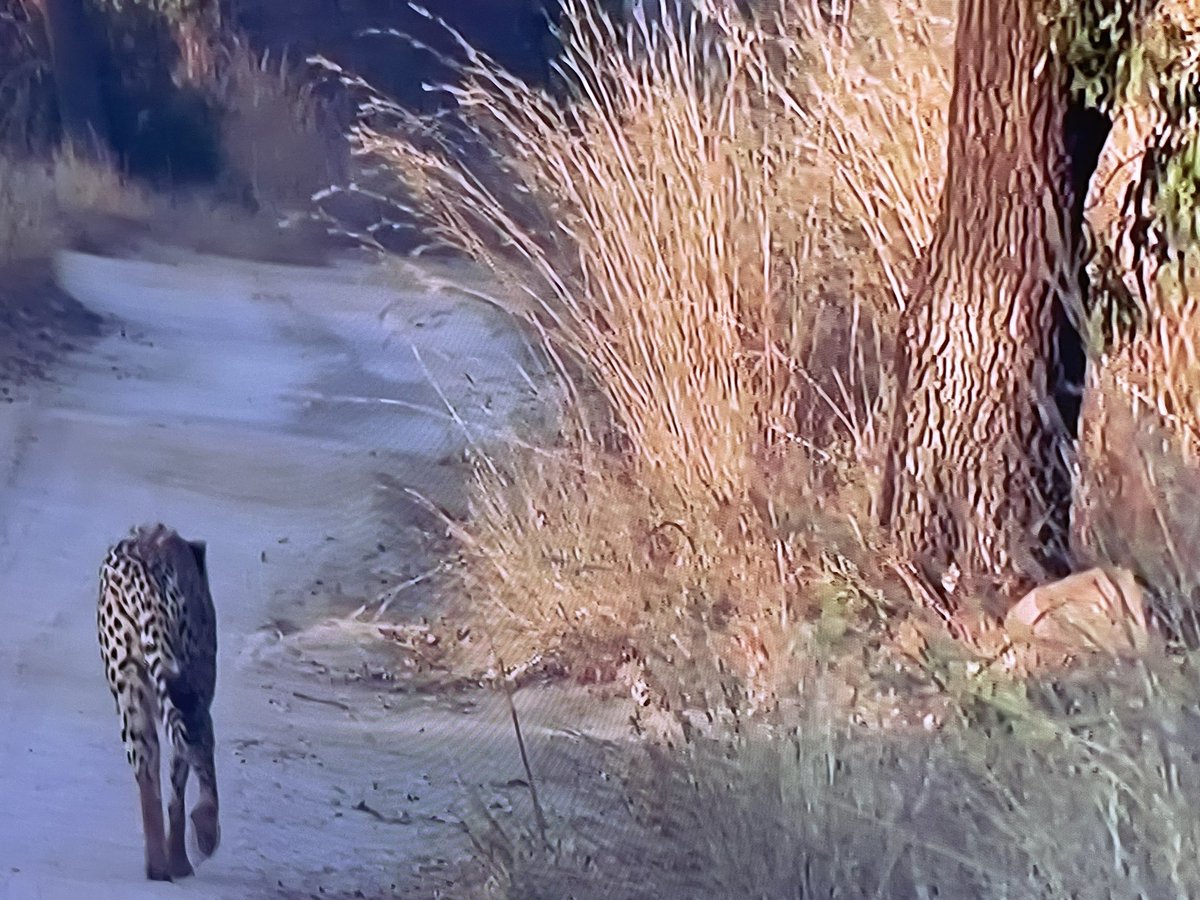 REVOLP's tweet photo. #Mabula #Wildearth https://t.co/Oqi5VlAPxD