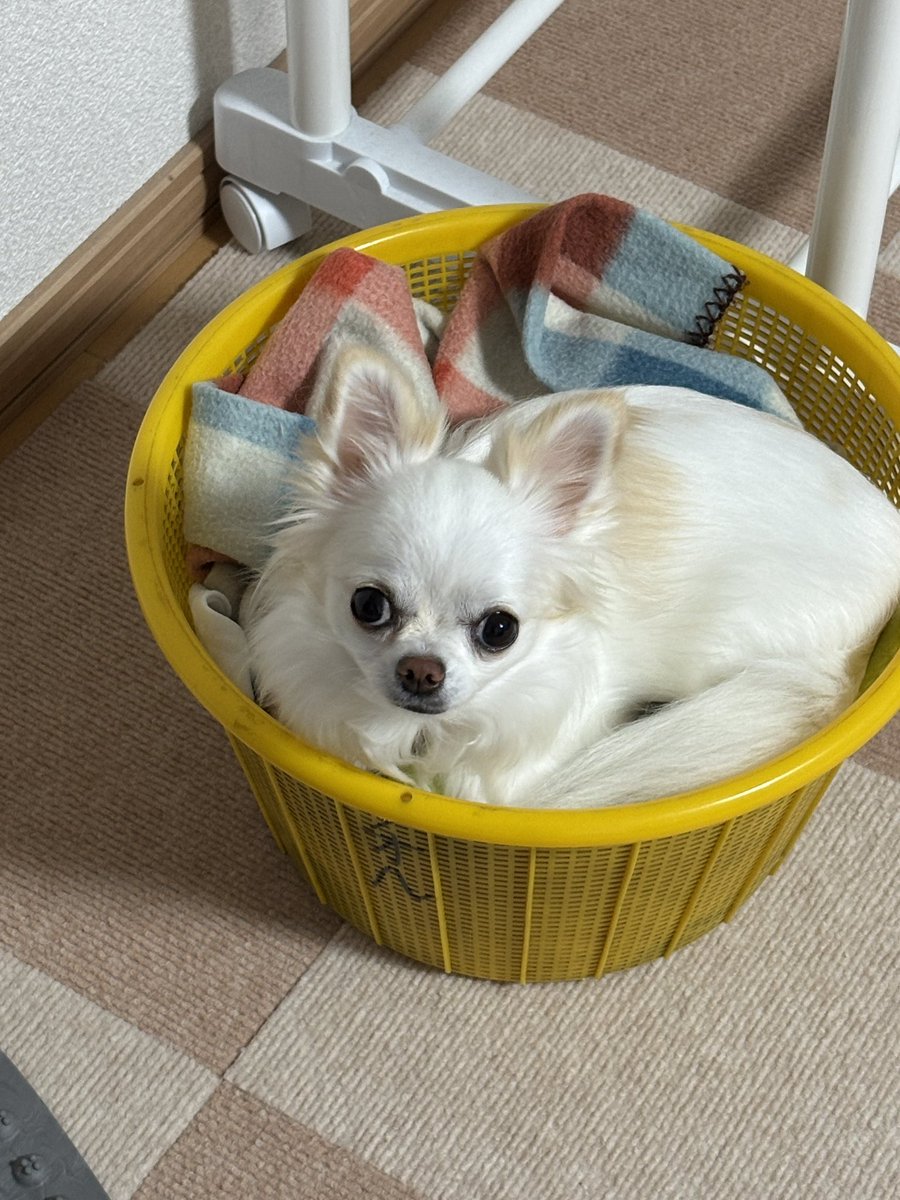 Amami_091's tweet photo. 日常の写真と雰囲気載せてみる https://t.co/pSXa8MqCox