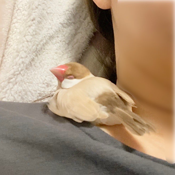 ok0mecome's tweet photo. ポテのブン灸がほかほかすぎて肩こりが解消されそう☺️ https://t.co/7G42dKeHJY