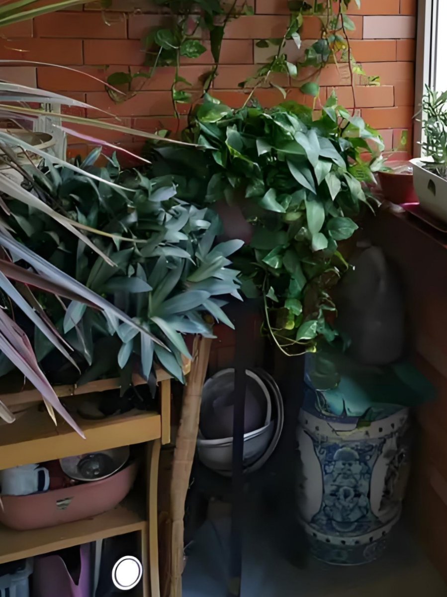 casu03's tweet photo. Helped my neighbor water their balcony plants this morning while they were at work—small acts make big community vibes! ， https://t.co/Sk6Uz4dDfF