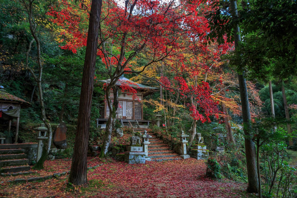 escassy1's tweet photo. 京都、紅葉の護法堂弁財天(2016/11/29) https://t.co/wQa7GcBkgk