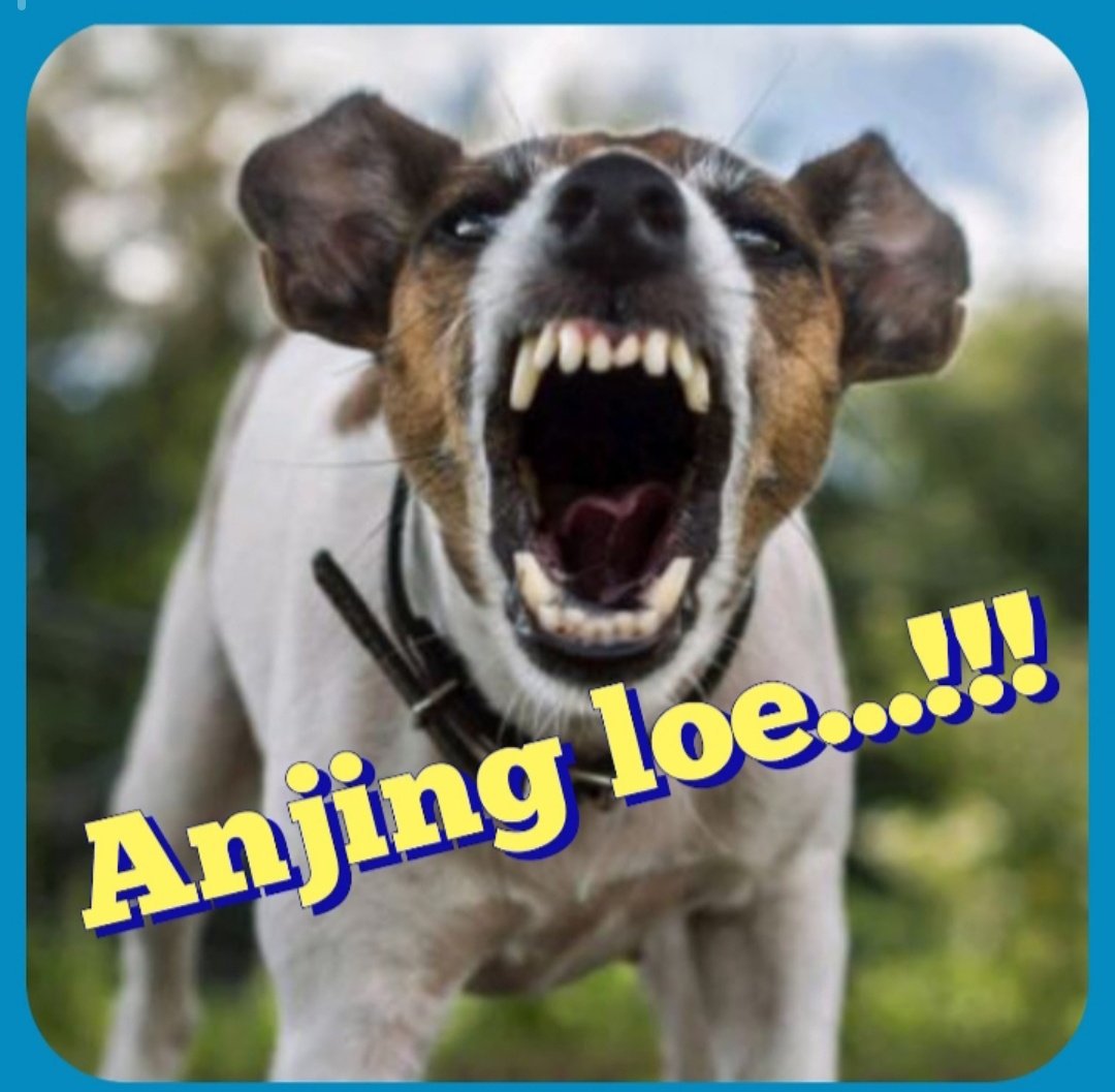 hardanen's tweet photo. @IdKinoz2 @KangScroll @Wwn0303 @EviDrajat Ada maknya Anjing ... https://t.co/zvOCSqO4l7