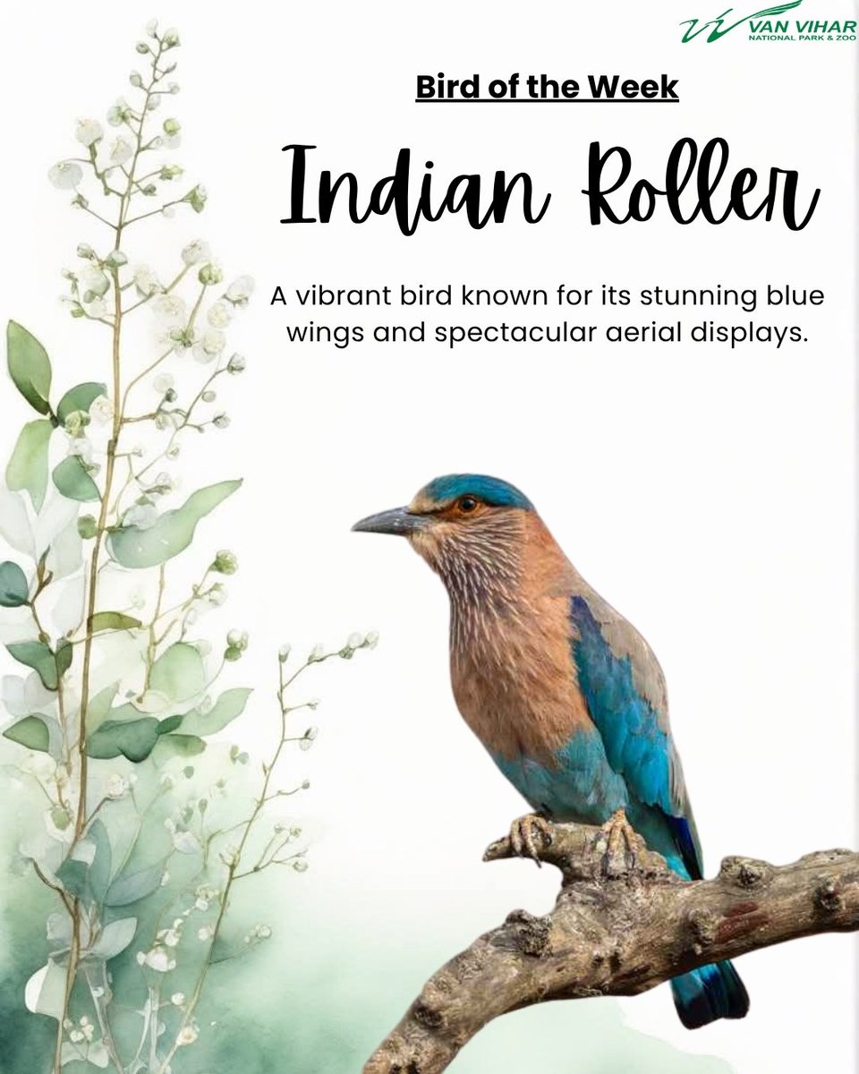 van_vihar's tweet photo. The Indian Roller is more than a splash of blue in the sky it's a natural guardian of ecological balance, helping control insect populations and enriching our biodiversity. Every species plays a role in keeping nature thriving.
#vanviharnationalpark #birdoftheweek #indianroller https://t.co/TxsfEjpwVl