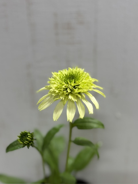 hobby_green's tweet photo. 【ネット販売のお知らせ🌱】
今が植え時な季節の花苗、観葉植物、クリスマスローズの最新交配苗など続々入荷中！

https://t.co/6CjT1VVV8d

ぜひご覧ください♪
＊写真＊
★エキナセア　ハニーデュー
★エキナセア　スプリームカンタルーペ
★ガーベラ　パスタ　ペサロ
★ファレノプシス　ブルー https://t.co/6hU3r35SMR