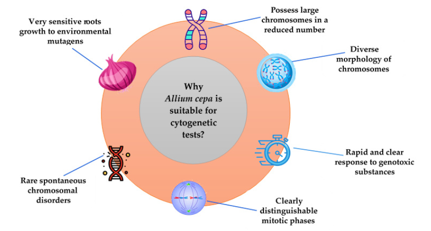 MPs_MDPI's tweet photo. 🍂The Allium cepa Model: A Review of Its Application as a Cytogenetic Tool for Evaluating the Biosafety Potential of Plant Extracts
👥Irina-Claudia Alexa et al.
🔗 https://t.co/Uzl8rKOT9M
📜10 citations | 14261 views
#plantextracts #invivotest #Alliumcepamodel #biosafety #Review https://t.co/on8yjgUaK9