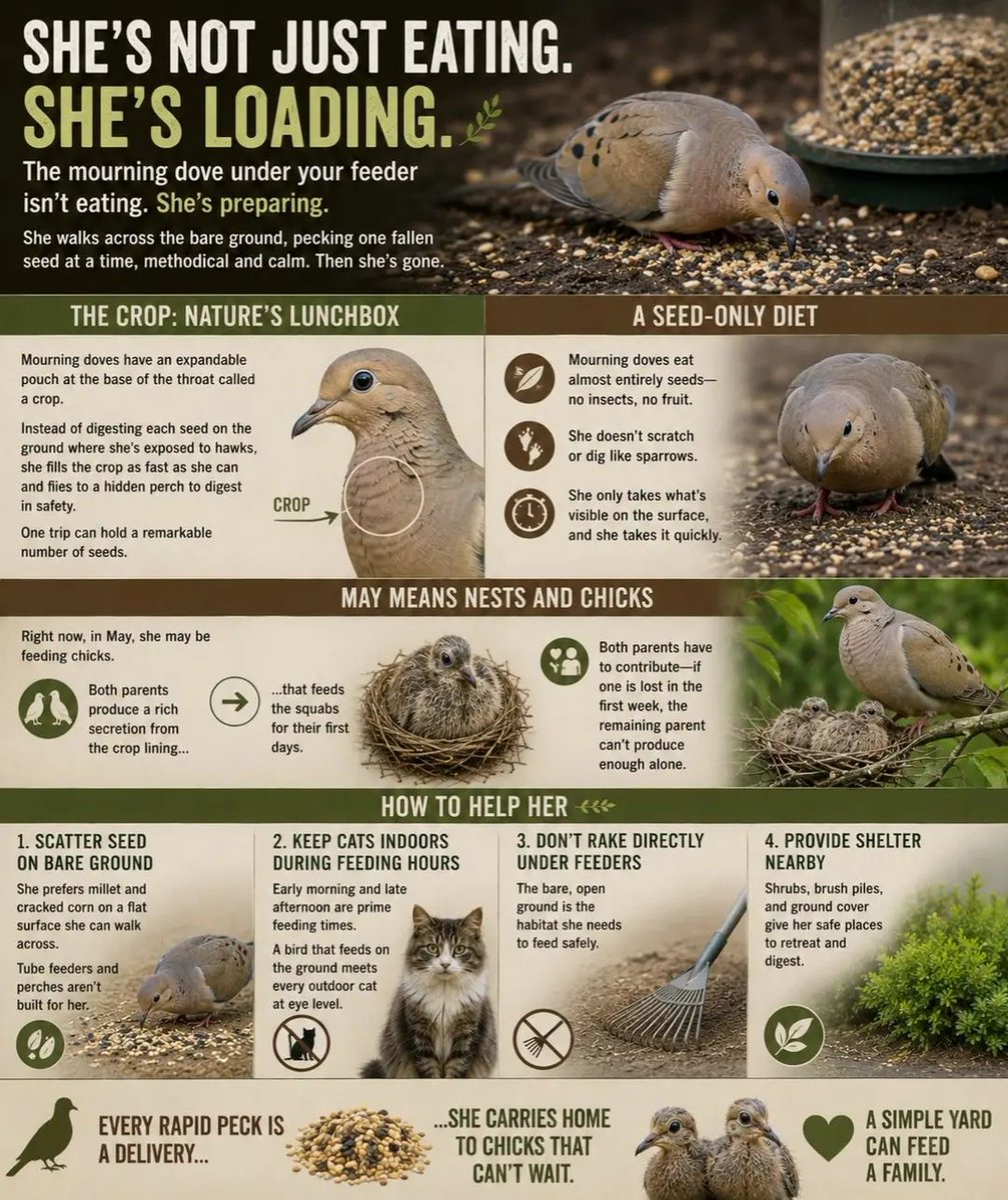dufitalexis1's tweet photo. The mourning dove under your feeder isn't eating. She's loading.

She walks across the bare ground, pecking one fallen seed at a time, methodical and calm. Then she's gone 🌿

Mourning doves have an expandable pouch at the base of the throat called a crop. Instead of digesting each seed on the ground where she's exposed to hawks, she fills the crop as fast as she can and flies to a hidden perch to digest in safety. One trip can hold a remarkable number of seeds.

She eats almost entirely seeds — no insects, no fruit. She doesn't scratch or dig like sparrows. She only takes what's visible on the surface, and she takes it quickly.

Right now, in May, she may be feeding chicks. Both parents produce a rich secretion from the crop lining that feeds the squabs for their first days. Both parents have to contribute — if one is lost in the first week, the remaining parent can't produce enough alone.

🐦 How to help her:

Scatter clean seed on bare ground — she prefers millet and cracked corn on a flat surface she can walk across. Tube feeders and perches aren't built for her

Keep cats indoors during the hours doves feed — early morning and late afternoon. A bird that feeds on the ground meets every outdoor cat at eye level

Don't rake directly under feeders where doves are visiting. The bare, open ground is the habitat she needs

Every rapid peck is a delivery she carries home to chicks that can't wait

#MourningDove #BackyardBirds