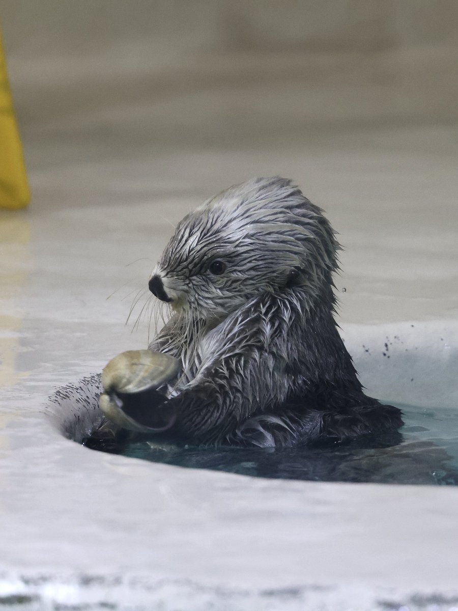 m59421k's tweet photo. きらきらキラちゃん金曜日🌟

#鳥羽水族館 #ラッコ
#ラッコのキラちゃん https://t.co/lWcCYGPe54