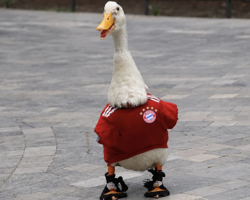 FCBayernUS's tweet photo. Them: Who are you rooting for in the World Cup? 

Me: https://t.co/oaRG2UCKmv