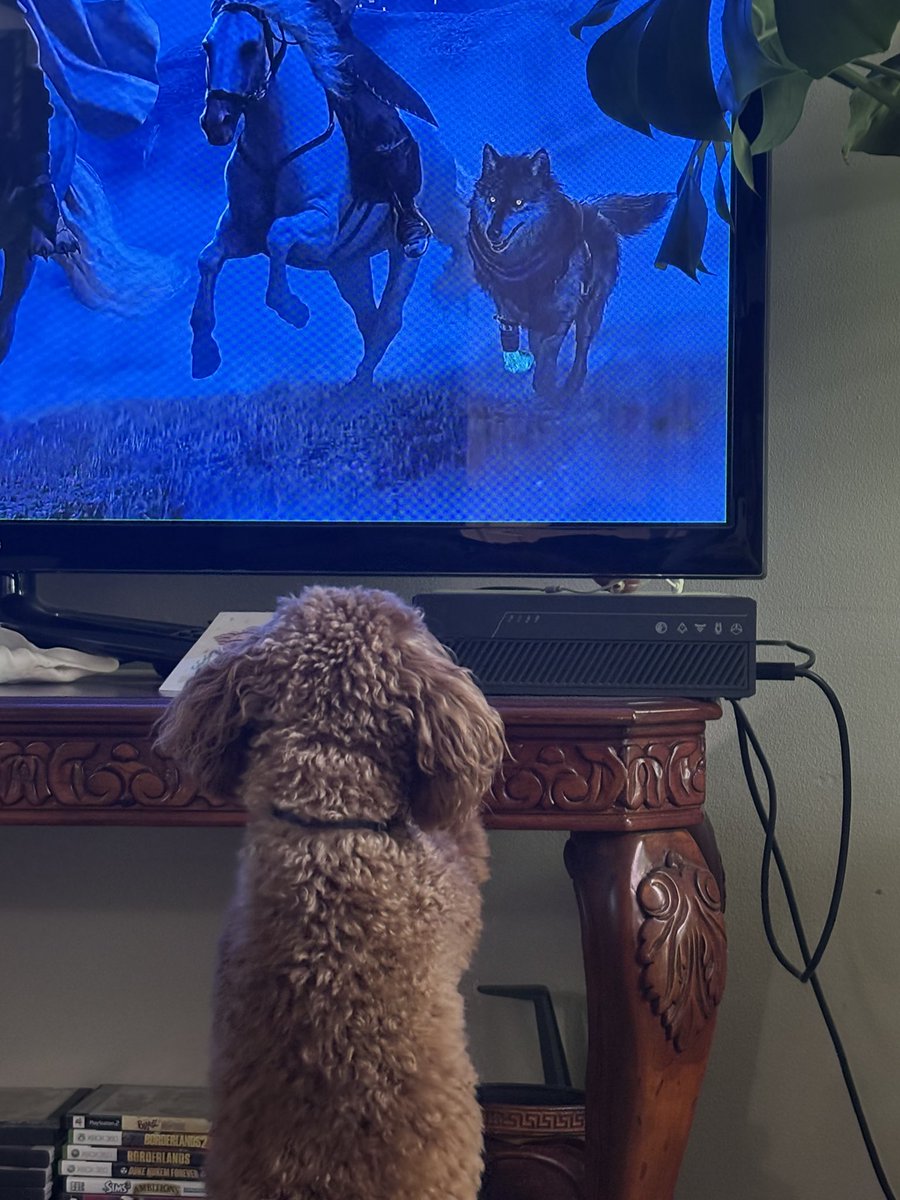 blufire55's tweet photo. YALL MY DOG SAW WULFERIC AND STARTED BARKING! HE LITERALLY RAN OVER TO SEE THE PUPPER OMG https://t.co/LSI76OQW83
