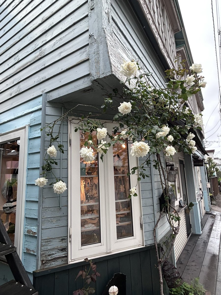fioretomoco's tweet photo. アトリエfiore６月のオープンは
明日6/27(土)28(日)の二日間で終了です。
13時〜18時オープンします。
白薔薇まだ見て頂けそうです。 https://t.co/3f3vXU0cnM