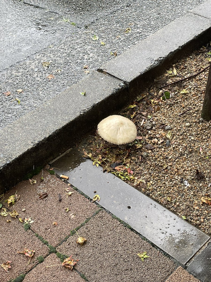 daddy_thumbs_up's tweet photo. 変なキノコ発見🍄

Googleで調べたら
毒キノコの
「オオシロカラカサタケ」
の可能性があるらしい！ https://t.co/DiwDiCcFHM