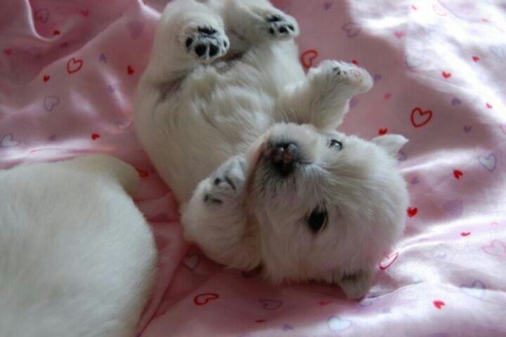 SiliGremlin's tweet photo. Halpp,,,,,,,, halpppppp,,,, i fell downnn,,,,,, https://t.co/UtdHFFI6qX
