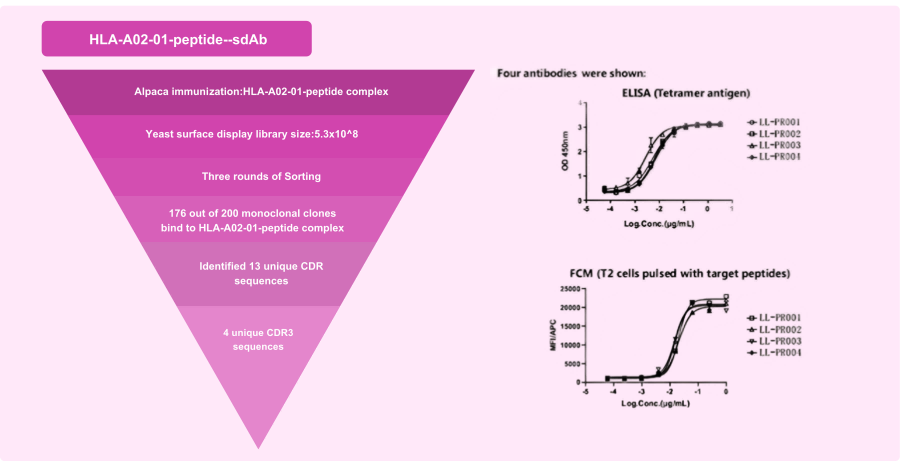 AlpVHHs's tweet photo. Intracellular targets are opening new frontiers in immunotherapy—but they require new antibody strategies. #TCRMimic VHH antibodies enable precise recognition of peptide–MHC complexes, unlocking challenging targets for research and drug discovery. 
#AntibodyDiscovery #VHH #CART https://t.co/jCNGHDrddK
