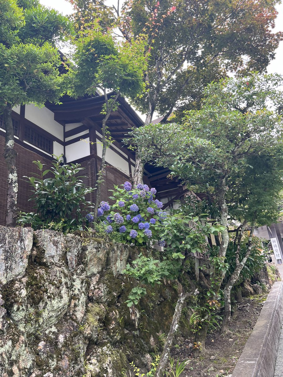 natuudo's tweet photo. 今日もよろしくお願いします。
16時までです。あじさいきれいだなー。 https://t.co/1HtbxeggUd