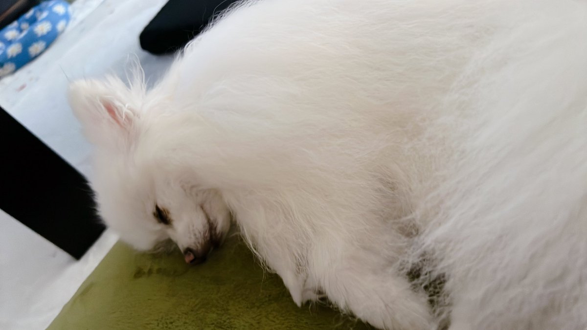朝の二度寝を欠かさない犬