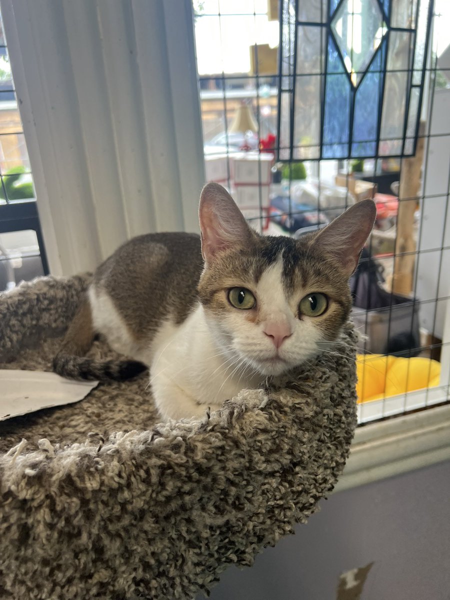 grenadejmper's tweet photo. someone come adopt this cat she keeps looking at me 😭😭😭 https://t.co/HYMbecSSfe