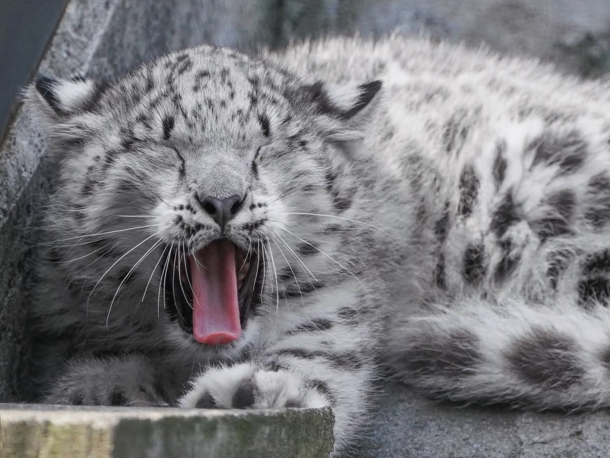 woofgonecrazy's tweet photo. when i get hit by the sleepy yawn ray https://t.co/IE9PnUfN5P