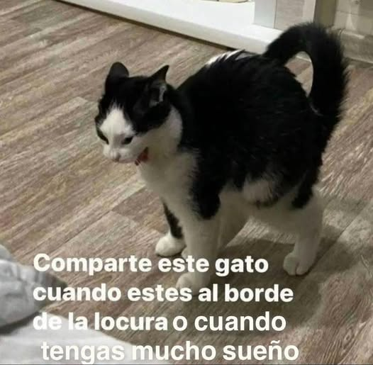 NachoNoGrita's tweet photo. https://t.co/wzYNyFDktr