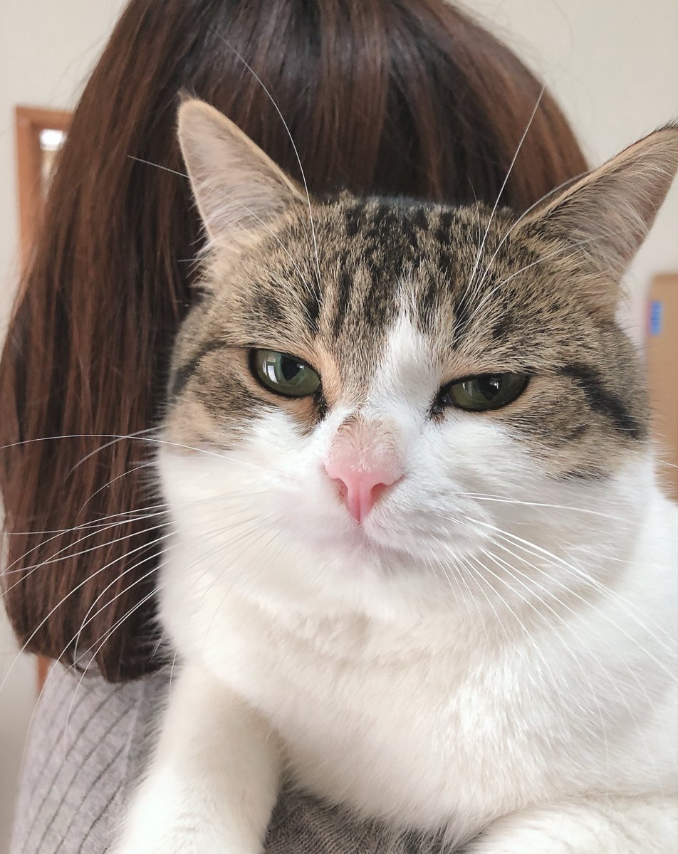 nikoandkotatoro's tweet photo. きれいなお姉さんは、好きですよ。 https://t.co/cd375ppMZ2