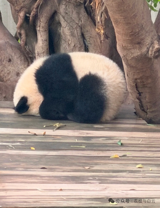 PeopleChina's tweet photo. 寝相が自由すぎるちびパンダたち。＃パンダあるある https://t.co/m86xKSPTfw