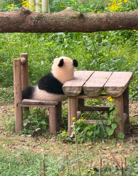 PeopleChina's tweet photo. 寝相が自由すぎるちびパンダたち。＃パンダあるある https://t.co/m86xKSPTfw